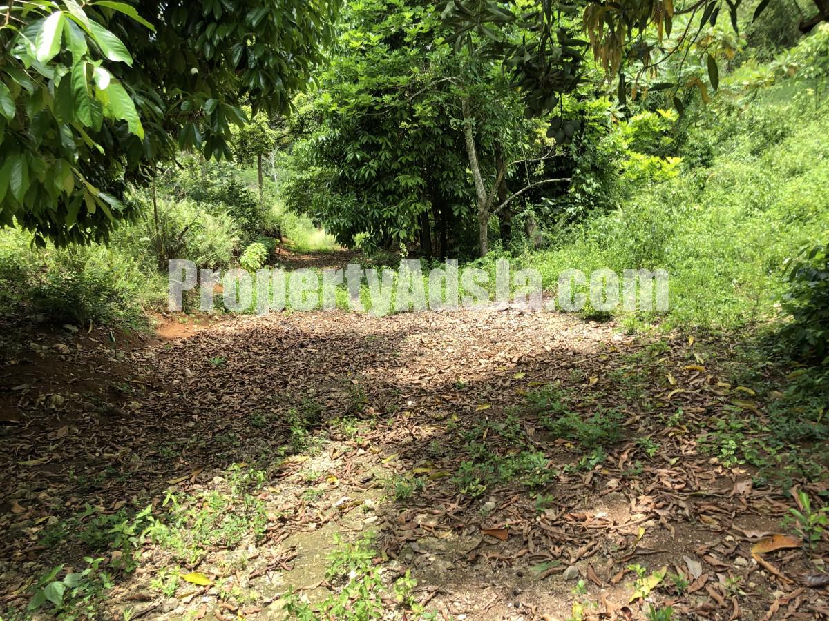 Commercial/farm land For Sale in Dover Castle Redwood St Catherine, St ...