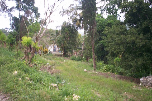 Commercial Farm Land For Sale In Governor Pen, St. Mary Jamaica 