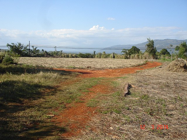 Residential Lot For Sale In Pedro Plains St Elizabeth Jamaica 