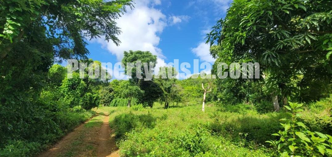 Land For Sale in Williamsfield, Manchester Jamaica