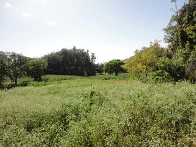 commercial-farm-land-for-rent-in-manchester-manchester-jamaica