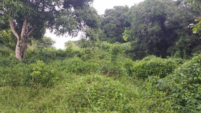 Commercial/farm land For Sale in St Mary, St. Mary Jamaica ...