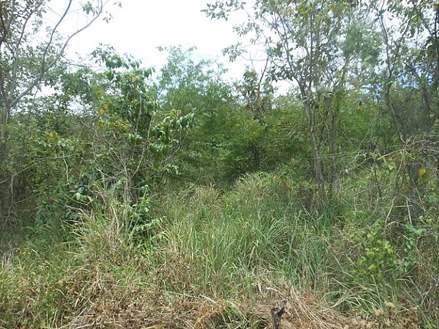 Residential lot For Sale in Vernons Drive Brandon Hill Montego Bay, St ...