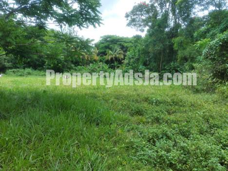 Commercial/farm land For Rent in White Hall, St. Elizabeth Jamaica ...