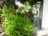 House For Sale in Lucea, Hanover Jamaica | [4]