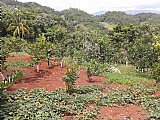 Commercial/farm land For Sale in Point Hill, St. Catherine Jamaica | [3]