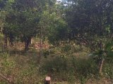 Residential lot For Sale in Danvers Pen, St. Thomas Jamaica | [10]