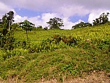 Commercial/farm land For Sale in Claremont near Moneague, St. Ann Jamaica | [1]