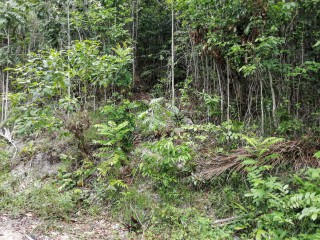 Residential lot For Sale in Galina, St. Mary Jamaica | [1]