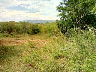 Land For Sale in Watchwell, St. Elizabeth Jamaica | [6]