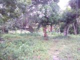 Commercial/farm land For Sale in Fontabelle, St. Mary Jamaica | [4]