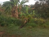 Residential lot For Sale in Mandeville, Manchester Jamaica | [3]