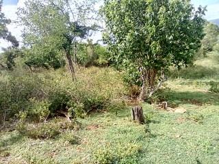 Land For Sale in Watchwell, St. Elizabeth Jamaica | [7]