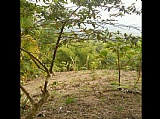 Commercial/farm land For Sale in Mount Matthews near Lawrence Tavern, St. Catherine Jamaica | [3]