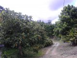 Commercial/farm land For Sale in Donnington, St. Mary Jamaica | [2]