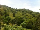 Residential lot For Sale in BAMBOO, St. Ann Jamaica | [5]