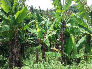 Residential lot For Sale in Duanvale Trelawny, Trelawny Jamaica | [2]