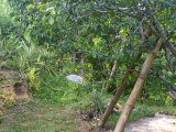 Residential lot For Sale in Riversdale, St. Catherine Jamaica | [6]