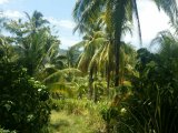 Commercial/farm land For Sale in Caama, St. Mary Jamaica | [1]