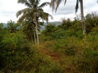 Commercial/farm land For Sale in Spring Vale, St. Catherine Jamaica | [3]