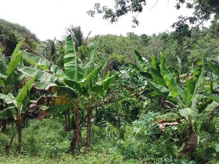 Residential lot For Sale in Duanvale Trelawny, Trelawny Jamaica | [4]