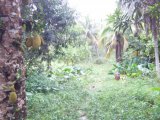 Commercial/farm land For Sale in Fontabelle, St. Mary Jamaica | [3]