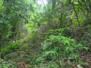 Land For Sale - Red Hills PO, Kingston / St. Andrew, Jamaica