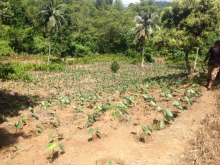 Commercial/farm land For Sale in Port Antonio, Portland Jamaica | [4]