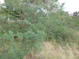 Residential lot For Sale in Clarendon, Clarendon Jamaica | [2]