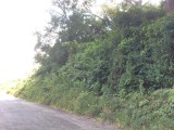 Residential lot For Sale in Mandeville, Manchester Jamaica | [4]