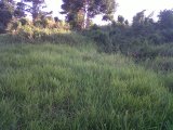 Residential lot For Sale in Three Hills, St. Mary Jamaica | [1]