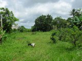 Residential lot For Sale in Mandeville, Manchester Jamaica | [7]