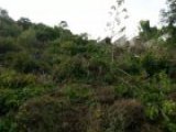 Residential lot For Sale in Belvedere, Kingston / St. Andrew Jamaica | [3]