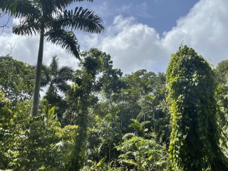 Commercial/farm land For Sale in Mullet Farm, Portland Jamaica | [9]