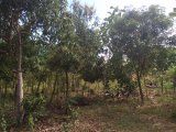 Residential lot For Sale in Danvers Pen, St. Thomas Jamaica | [2]