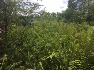 Residential lot For Sale in Port Antonio, Portland Jamaica | [8]