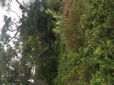 Commercial/farm land For Sale in LILYFIELD BAMBOO, St. Ann Jamaica | [2]