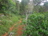 Commercial/farm land For Sale in Aboukir, St. Ann Jamaica | [2]