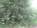 Residential lot For Sale in Anchovy, St. James Jamaica | [7]