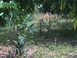 Residential lot For Sale in Danvers Pen, St. Thomas Jamaica | [7]