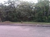 Residential lot For Sale in Moorlands Estate Mandeville, Manchester Jamaica | [5]