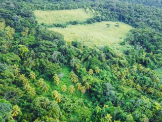 Commercial/farm land For Rent - Belfield, St. Mary, Jamaica