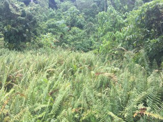 Residential lot For Sale in Port Antonio, Portland Jamaica | [10]