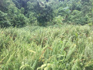 Residential lot For Sale in Port Antonio, Portland Jamaica | [9]