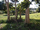 Residential lot For Sale in Brumalia, Manchester Jamaica | [2]