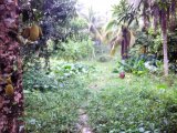 Commercial/farm land For Sale in Fontabelle, St. Mary Jamaica | [1]