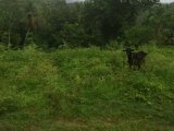 Residential lot For Sale in Balaclava, St. Elizabeth Jamaica | [1]