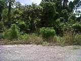 Commercial/farm land For Sale in Claremont near Moneague, St. Ann Jamaica | [3]