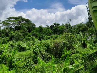 Land For Sale in Hopewell, Hanover Jamaica | [6]