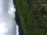 Commercial/farm land For Sale in LILYFIELD BAMBOO, St. Ann Jamaica | [3]